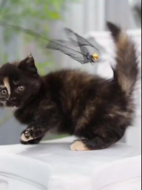 Mèo Gen cin cái đã tiêm phòng. Mua bán Mèo tại Quận Nam Từ Liêm Hà Nội được đăng bởi Nguyễn Hạnh hình 1