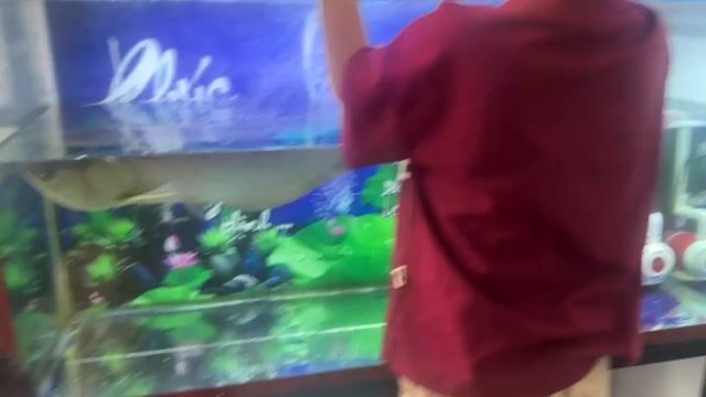 Cá Ngân long 70cm Bạc. Mua bán Thú cưng khác tại Thành phố Biên Hòa Đồng Nai được đăng bởi Quốc Đại hình 1