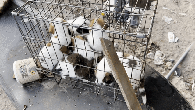 Chó con Nâu trắng. Mua bán Chó tại Huyện Trảng Bom Đồng Nai được đăng bởi nam hình 1