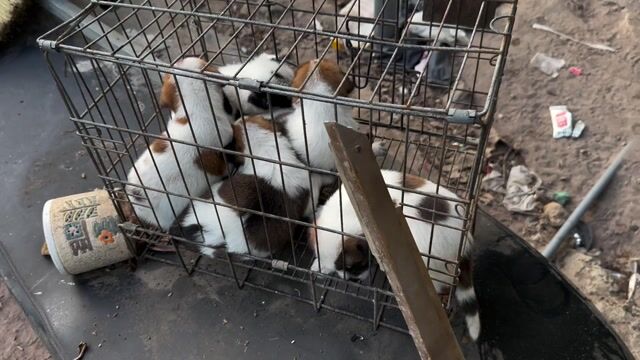 Chó con Nâu trắng. Mua bán Chó tại Huyện Trảng Bom Đồng Nai được đăng bởi nam hình 1