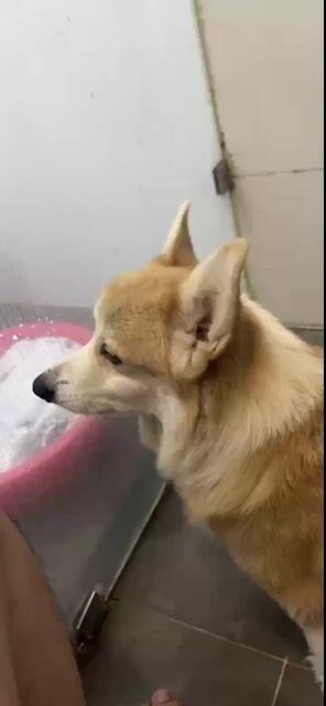 Chó Corgi đực nâu trắng trưởng thành. Mua bán Chó tại Quận Bắc Từ Liêm Hà Nội được đăng bởi Đình Khánh hình 1