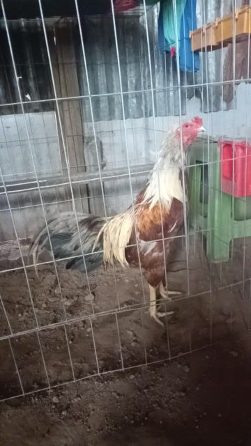 Gà trống 2.8kg tơ nguyên zin. Mua bán Gà tại Thành phố Châu Đốc An Giang được đăng bởi Kim Sơn  hình 1