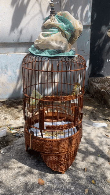 Chim khoen 1 mùa không tật lỗi. Mua bán Chim tại Quận 10 Tp Hồ Chí Minh được đăng bởi Tuấn Khang hình 1