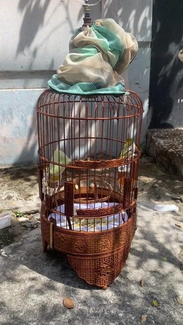 Chim khoen 1 mùa không tật lỗi. Mua bán Chim tại Quận 10 Tp Hồ Chí Minh được đăng bởi Tuấn Khang hình 1