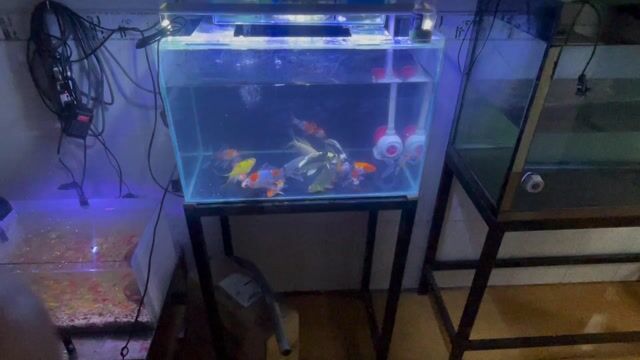 Cá cảnh Cá vàng Nhiều màu. Mua bán Thú cưng khác tại Quận 12 Tp Hồ Chí Minh được đăng bởi cá cảnh hình 1