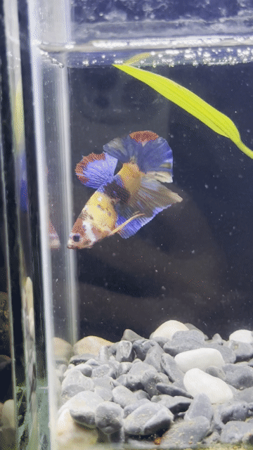 Cá Betta Koi Nemo Đa sắc. Mua bán Thú cưng khác tại Huyện Hóc Môn Tp Hồ Chí Minh được đăng bởi 3979 hình 1