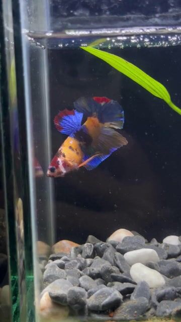 Cá Betta Koi Nemo Đa sắc. Mua bán Thú cưng khác tại Huyện Hóc Môn Tp Hồ Chí Minh được đăng bởi 3979 hình 1