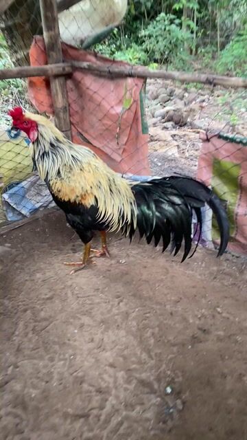 Việt lai 3k4 . Ko ship nhe ae. Mua bán Gà tại Huyện Cầu Kè Trà Vinh được đăng bởi Hai Hổ hình 1