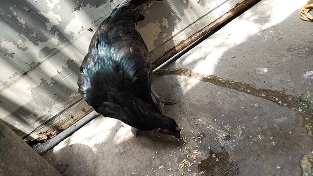 Gà nòi mái 2.3kg chân Xanh. Mua bán Gà tại Quận 8 Tp Hồ Chí Minh được đăng bởi đại  hình 1