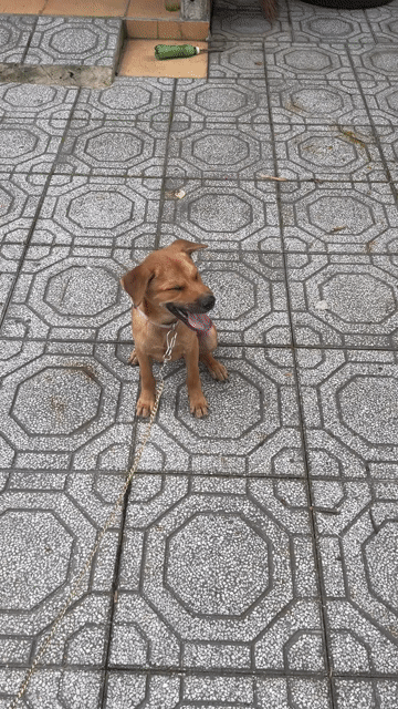 Chó Poodle Nâu Thân thiện đã tiêm phòng. Mua bán Chó tại Huyện Củ Chi Tp Hồ Chí Minh được đăng bởi viet bui hình 1