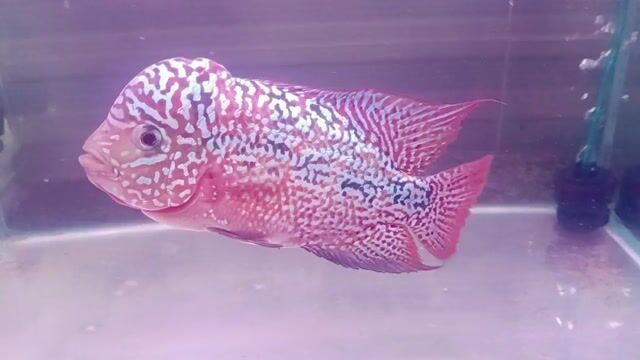 Cá la hán Kamfa F2. Mua bán Thú cưng khác tại Thành phố Thủ Đức Tp Hồ Chí Minh được đăng bởi bùi minh kiệt hình 1