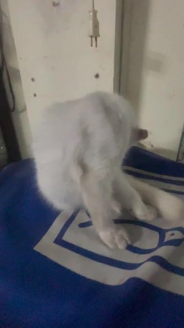 Mèo Anh lông ngắn trắng 5 tháng đã tiêm. Mua bán Mèo tại Quận 3 Tp Hồ Chí Minh được đăng bởi Huy Đặng hình 1