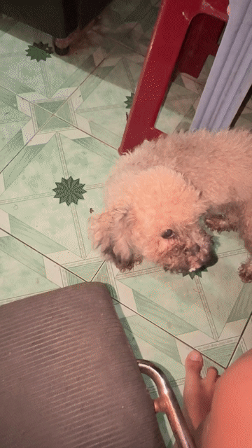 Chó Poodle cái 7 tháng Nâu nhạt. Mua bán Chó tại Quận Tân Bình Tp Hồ Chí Minh được đăng bởi Nguyễn Bình Thi hình 1