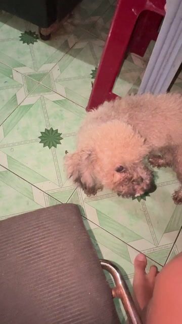 Chó Poodle cái 7 tháng Nâu nhạt. Mua bán Chó tại Quận Tân Bình Tp Hồ Chí Minh được đăng bởi Nguyễn Bình Thi hình 1