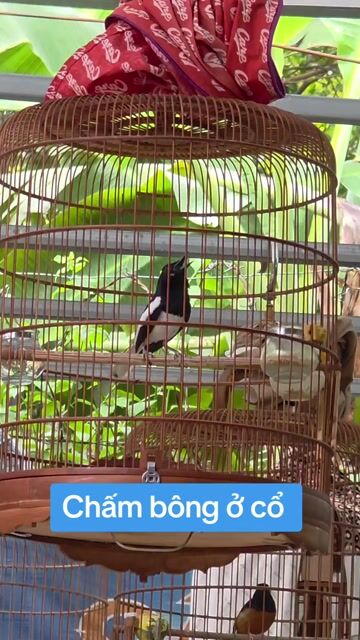 Chim Chích chòe than 2 mùa. Mua bán Chim tại Quận Gò Vấp Tp Hồ Chí Minh được đăng bởi Tưởng Họa Mi  hình 1