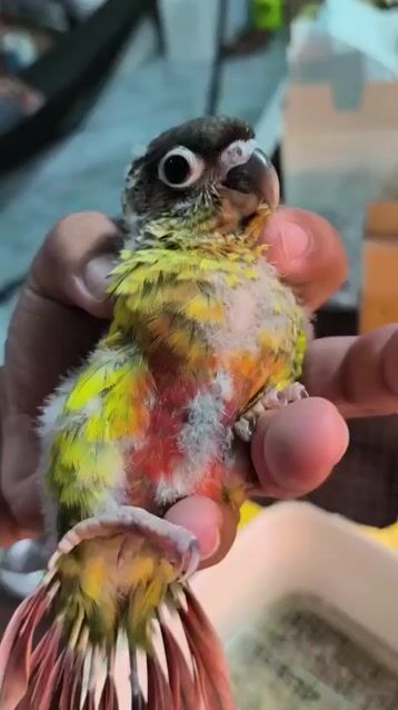 VẸT GREENCHEEK YELLOWSIDE. Mua bán Chim tại Quận Gò Vấp Tp Hồ Chí Minh được đăng bởi Phương Mai hình 1