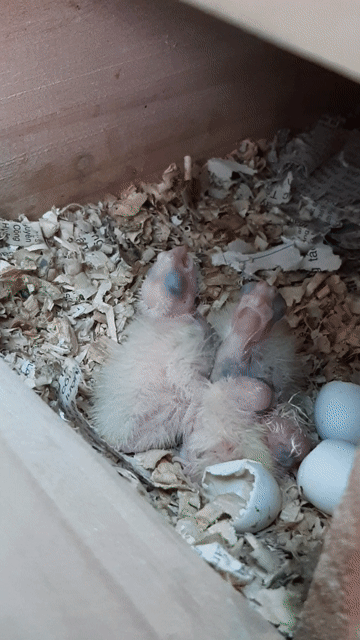 Baby Vẹt Cocktiel 1 tuần tuổi. Mua bán Chim tại Huyện Hóc Môn Tp Hồ Chí Minh được đăng bởi Vẹt Cảnh Sài Gòn hình 1