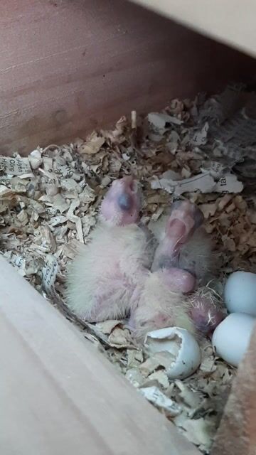 Baby Vẹt Cocktiel 1 tuần tuổi. Mua bán Chim tại Huyện Hóc Môn Tp Hồ Chí Minh được đăng bởi Vẹt Cảnh Sài Gòn hình 1