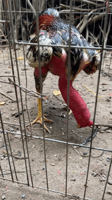 Gà chọi tía mơ 2.7 kg. Mua bán Gà tại Huyện Thanh Oai Hà Nội được đăng bởi Nguyễn Trung Thảo hình 1
