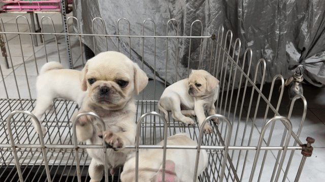 Chó Pug Kem đáng yêu thân thiện. Mua bán Chó tại Quận Bình Tân Tp Hồ Chí Minh được đăng bởi Cậu ba bán chó hình 1
