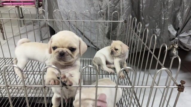 Chó Pug Kem đáng yêu thân thiện. Mua bán Chó tại Quận Bình Tân Tp Hồ Chí Minh được đăng bởi Cậu ba bán chó hình 1