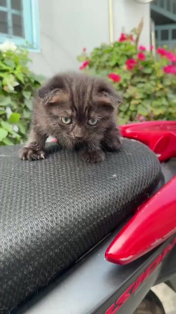 Mèo nhà thuần chủng. Mua bán Mèo tại Thành phố Thủ Đức Tp Hồ Chí Minh được đăng bởi Nguyễn hoàng vân anh hình 1