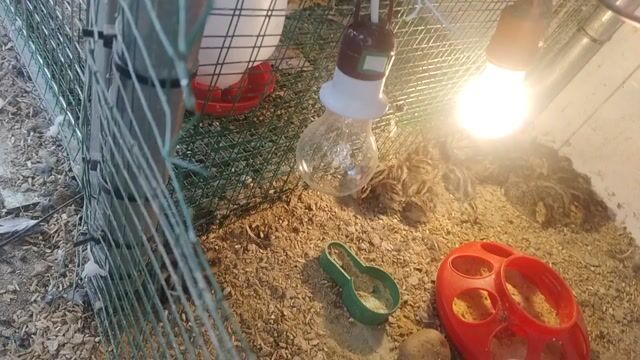 Chim cút giống (mua 10 tặng 1). Mua bán Chim tại Huyện Nhà Bè Tp Hồ Chí Minh được đăng bởi NdN hình 1