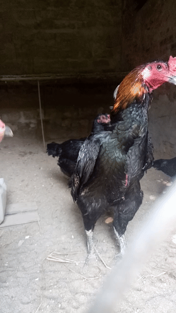Gà chọi giống cả hai. Mua bán Gà tại Huyện Đông Sơn Thanh Hóa được đăng bởi Gà Đòn Đông Lĩnh hình 1