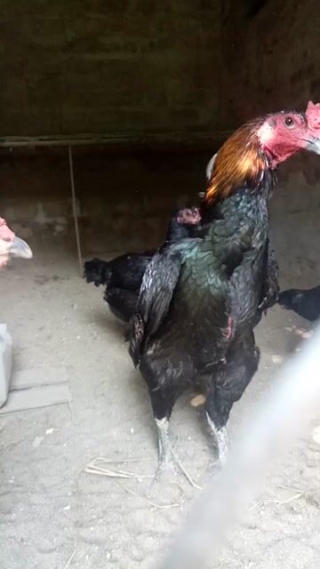 Gà chọi giống cả hai. Mua bán Gà tại Huyện Đông Sơn Thanh Hóa được đăng bởi Gà Đòn Đông Lĩnh hình 1