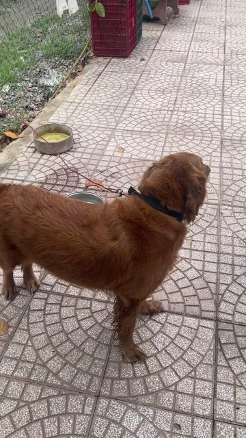 Chó Golden Retriever Cái Nâu vàng. Mua bán Chó tại Quận Bình Tân Tp Hồ Chí Minh được đăng bởi Minh hình 1