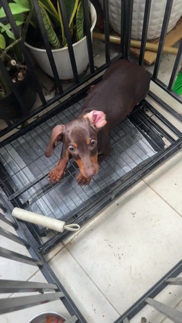 Chó Lạp Xưởng nâu 4 tháng đã tiêm- con cái. Mua bán Chó tại Quận Tân Phú Tp Hồ Chí Minh được đăng bởi Nhi Nhi baobei hình 1