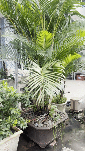 Bán 2 bụi cau cảnh xanh lá. Mua bán Cây cảnh, đồ trang trí tại Quận 7 Tp Hồ Chí Minh được đăng bởi Minh Châu hình 1