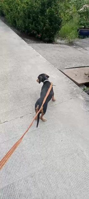 Chó Dachshund đực. Mua bán Chó tại Thành phố Mỹ Tho Tiền Giang được đăng bởi Nội ngoại thất tổng hợp hình 1