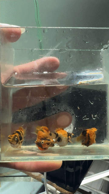 Cá cảnh Molly tiger Giống 3 tháng. Mua bán Thú cưng khác tại Thị xã Bến Cát Bình Dương được đăng bởi Nhựt Võ hình 1