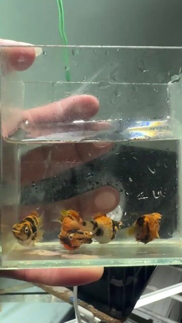Cá cảnh Molly tiger Giống 3 tháng. Mua bán Thú cưng khác tại Thị xã Bến Cát Bình Dương được đăng bởi Nhựt Võ hình 1