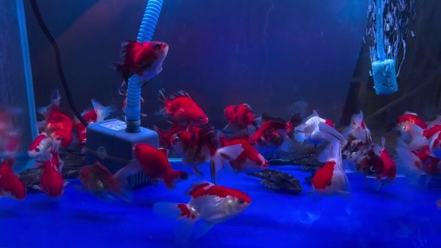 Cá vàng Oranda Trắng đỏ. Mua bán Thú cưng khác tại Thành phố Thủ Đức Tp Hồ Chí Minh được đăng bởi Cá Cảnh Hưng Nguyễn  hình 1