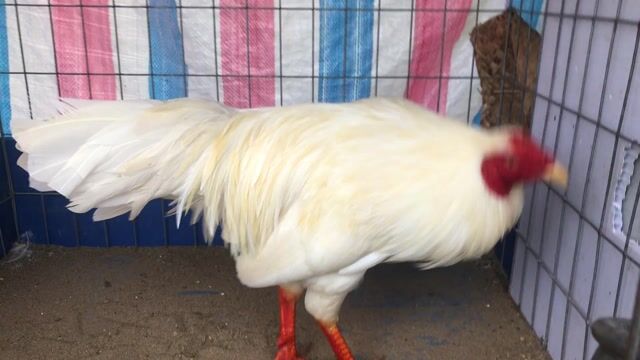 úa 2kg5. Mua bán Gà tại Huyện Châu Thành A Hậu Giang được đăng bởi chiến Linh kê hình 1