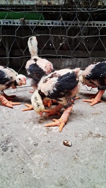 Đàn 6trống gà  5-6lg/con vacxin đủ ạ❤️❤️❤️. Mua bán Gà tại Thành phố Dĩ An Bình Dương được đăng bởi chuyên cung cấp gà đông tảo thuần chủng  hình 1