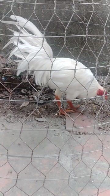 chân yếu sàn nhẹ thanh lí. Mua bán Gà tại Huyện Củ Chi Tp Hồ Chí Minh được đăng bởi Ròm hình 1