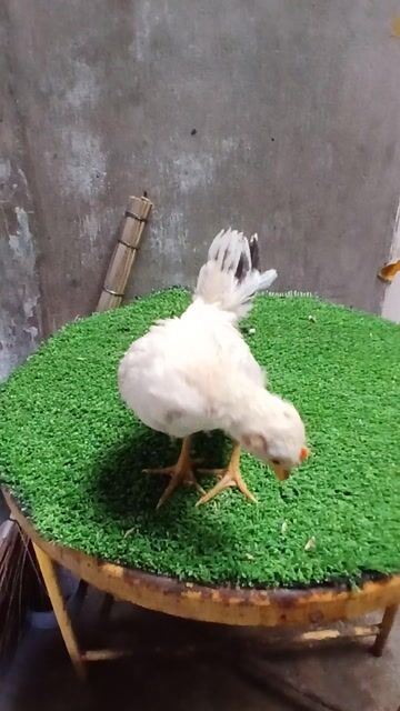 Gà kiểng tí hon serama. Mua bán Gà tại Thành phố Trà Vinh Trà Vinh được đăng bởi Sơn hình 1