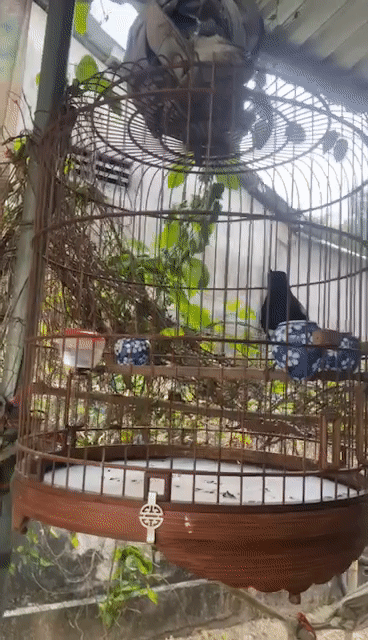 bộ chòe 3 mùa. Mua bán Chim tại Huyện Phong Điền Cần Thơ được đăng bởi Phuocdinh hình 1
