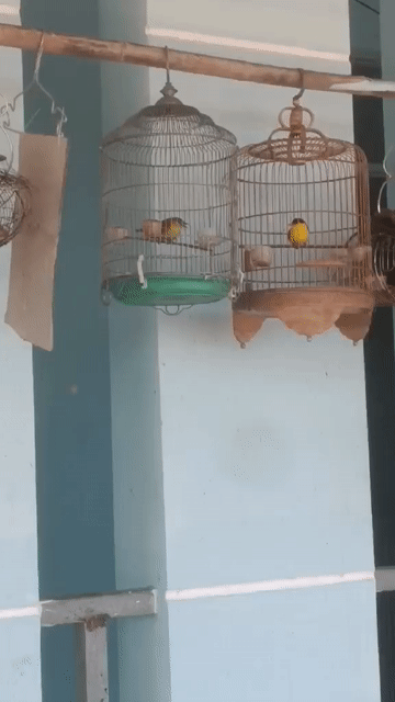 Chim nghệ Cà Mau 3 tháng lồng. Mua bán Chim tại Quận Bình Tân Tp Hồ Chí Minh được đăng bởi Cây cảnh sàigòn hình 1