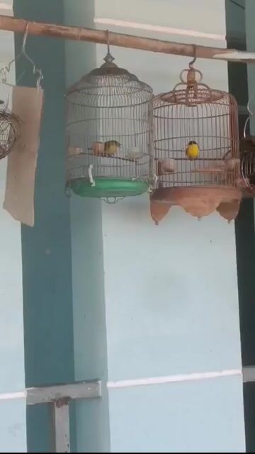 Chim nghệ Cà Mau 3 tháng lồng. Mua bán Chim tại Quận Bình Tân Tp Hồ Chí Minh được đăng bởi Cây cảnh sàigòn hình 1