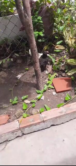 ga serema. Mua bán Gà tại Thành phố Cà Mau Cà Mau được đăng bởi hophongtrieu hình 1