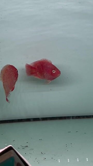 quận 7 bán hồng két. Mua bán Thú cưng khác tại Quận 7 Tp Hồ Chí Minh được đăng bởi Quang Nguyễn Ngọc hình 1