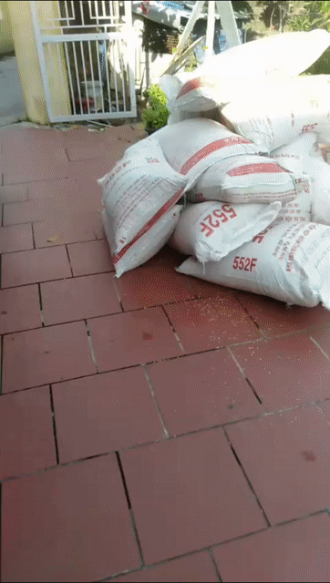 Gạo quê St25 dẻo ngon 10kg. Mua bán Đồ ăn, thực phẩm và các loại khác tại Quận Dương Kinh Hải Phòng được đăng bởi Oanh gạo quê xát mộc hình 1