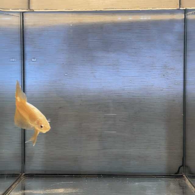 Cá Betta Plakat đực 3-3.5cm 1.5-2 tháng. Mua bán Thú cưng khác tại Quận 3 Tp Hồ Chí Minh được đăng bởi Long hình 1