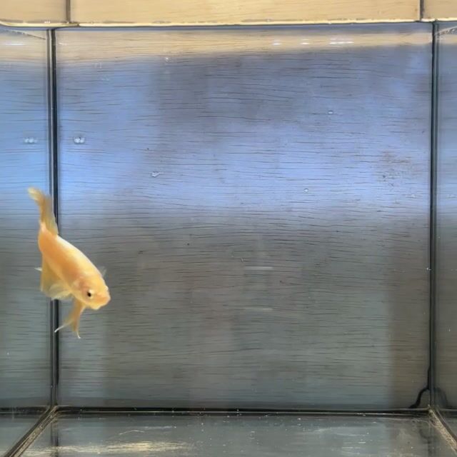 Cá Betta Plakat đực 3-3.5cm 1.5-2 tháng. Mua bán Thú cưng khác tại Quận 3 Tp Hồ Chí Minh được đăng bởi Long hình 1