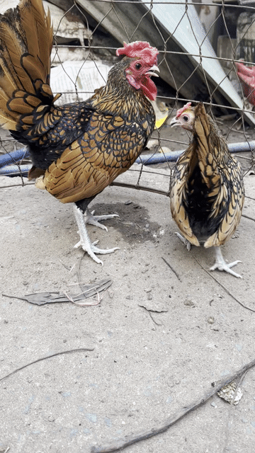 Gà Vảy cá Cặp trống mái Vàng đồng. Mua bán Gà tại Quận 12 Tp Hồ Chí Minh được đăng bởi Anh bảo hình 1