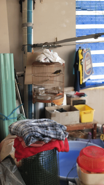Chim cảnh Xanh vàng hót nhiều dạn. Mua bán Chim tại Quận Gò Vấp Tp Hồ Chí Minh được đăng bởi tèo hình 1